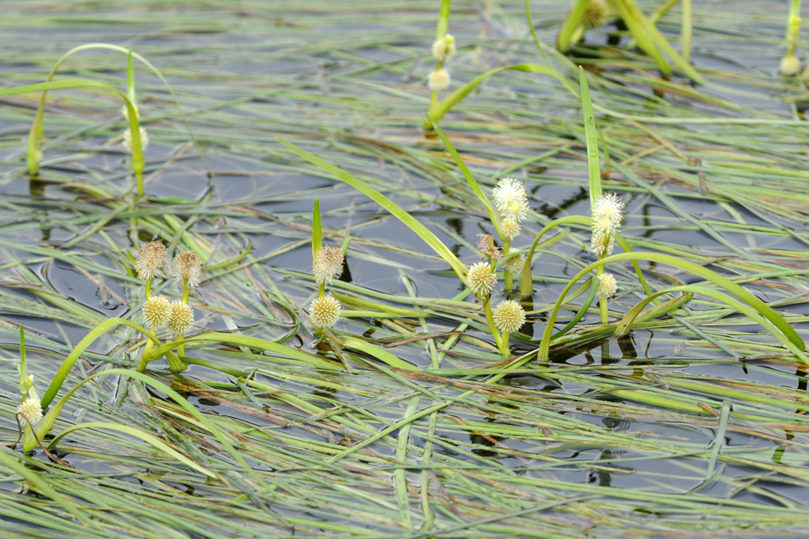 Sparganium angustifolium