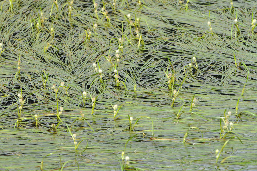 Sparganium angustifolium