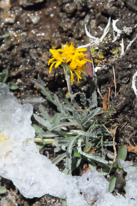 Senecio incanus subsp. incanus