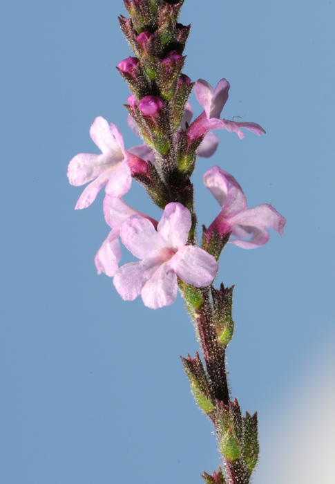 Verbena officinalis / Verbena comune