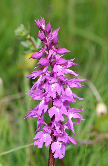 Orchis mascula