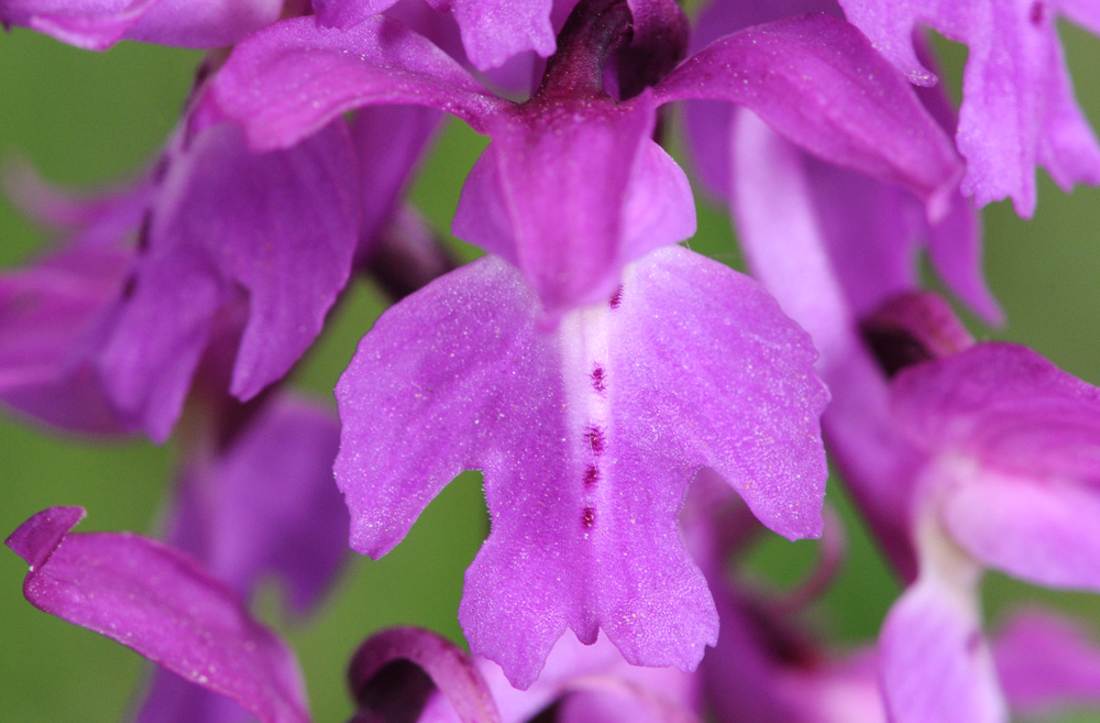 Orchis mascula