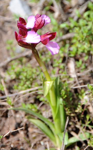 Orchis papilionacea