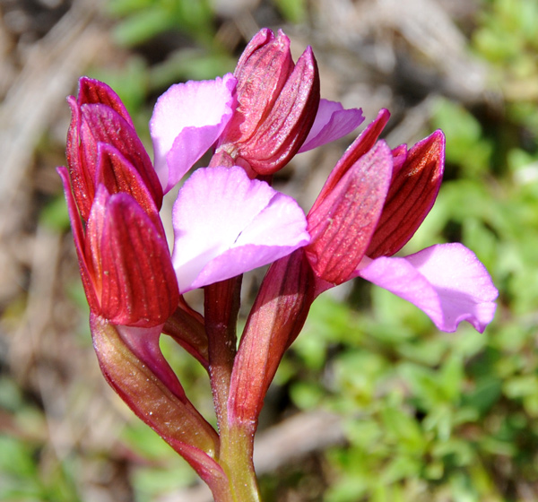 Orchis papilionacea