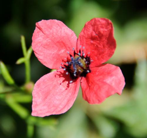 Papaver hybridum