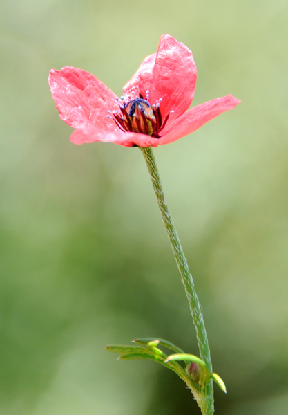 Papaver hybridum