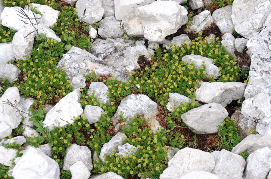 Saxifraga sedoides / Sassifraga setolosa