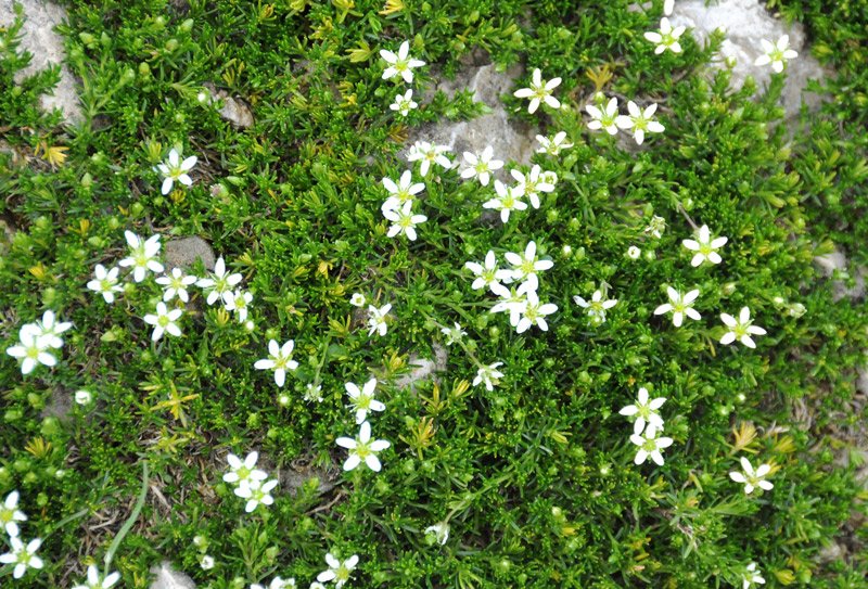 Minuartia austriaca