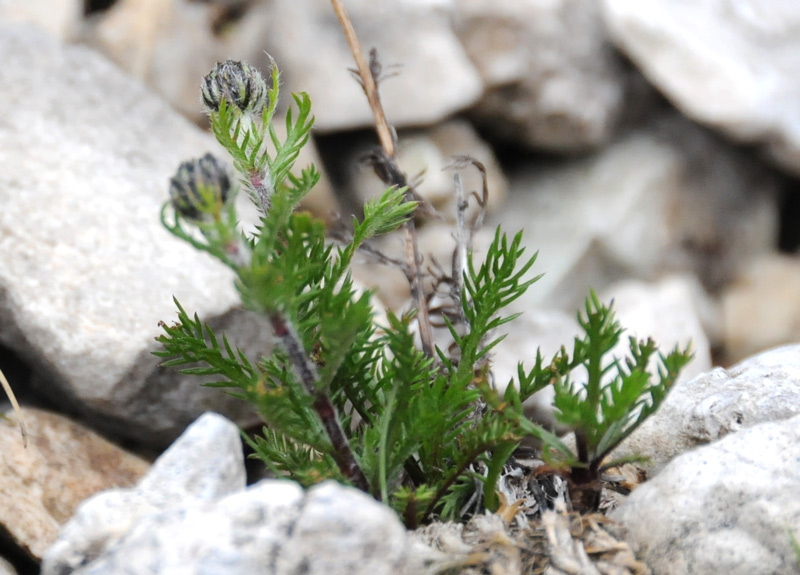 Achillea oxyloba