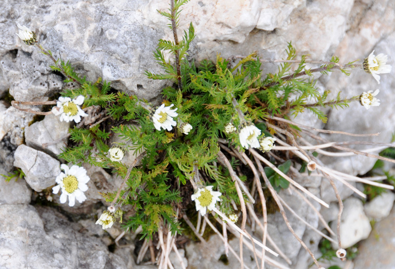 Achillea oxyloba