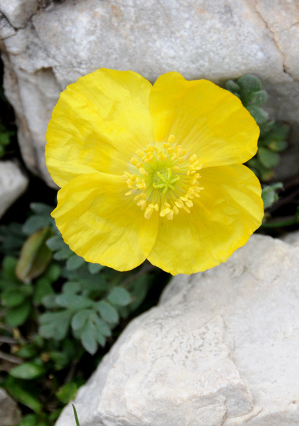 Papaver alpinum / Papavero alpino