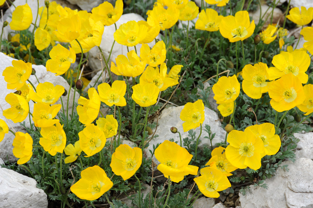 Papaver alpinum / Papavero alpino