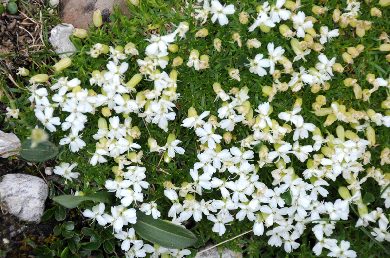 Silene acaulis