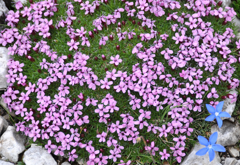 Silene acaulis