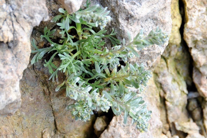 Artemisia umbelliformis  / Genip femmina, G. bianco