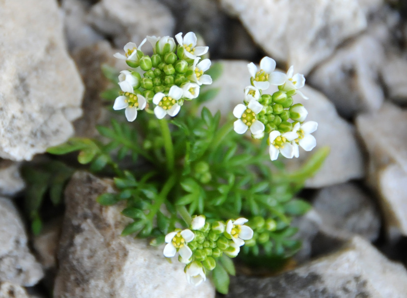 Hornungia alpina / Iberidella alpina