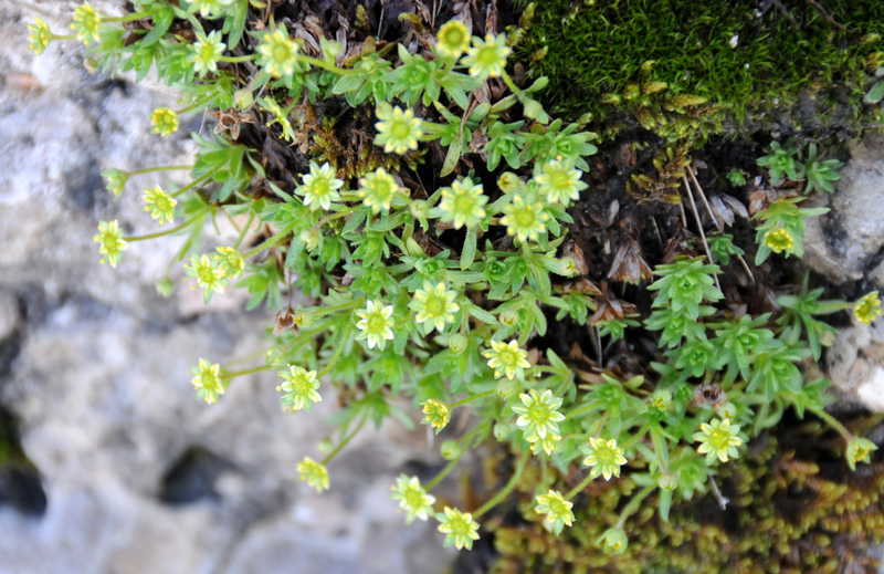 Saxifraga sedoides / Sassifraga setolosa
