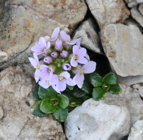 Noccaea rotundifolia (=Thlaspi rotundifolium)