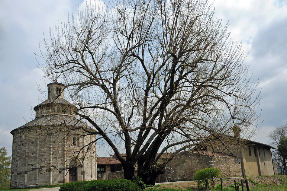 Il gelso di San Tomè