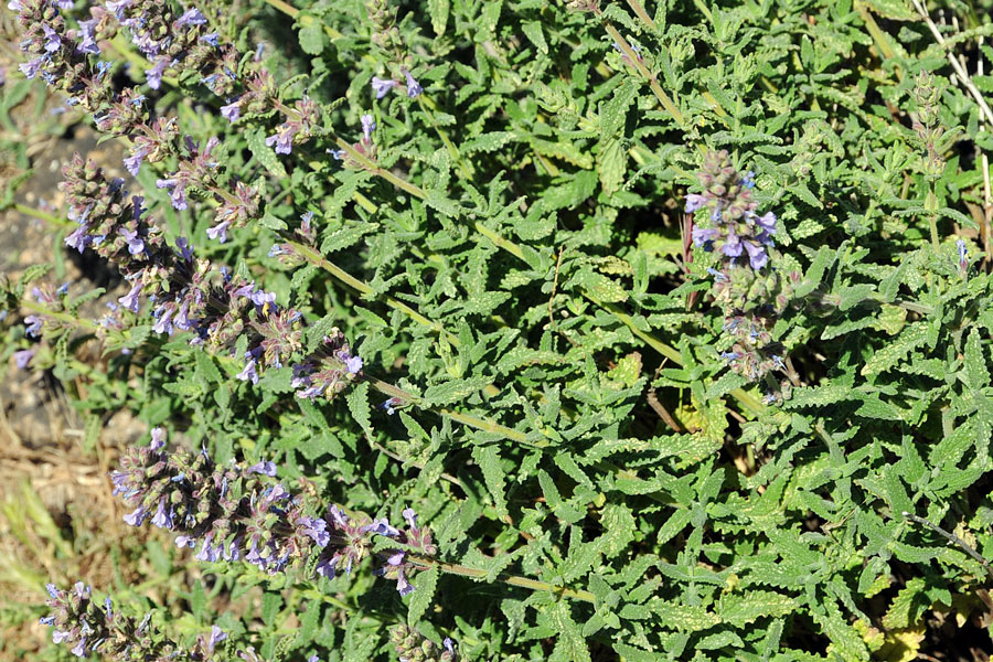 Nepeta foliosa / Gattaia di Sardegna