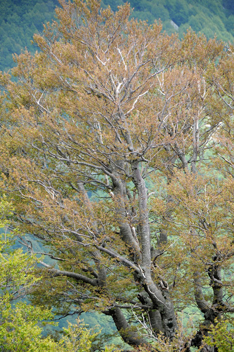 Itinerari nel Massiccio del Pollino