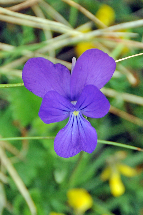 Viola aethnensis subsp. splendida / Viola dell''Etna