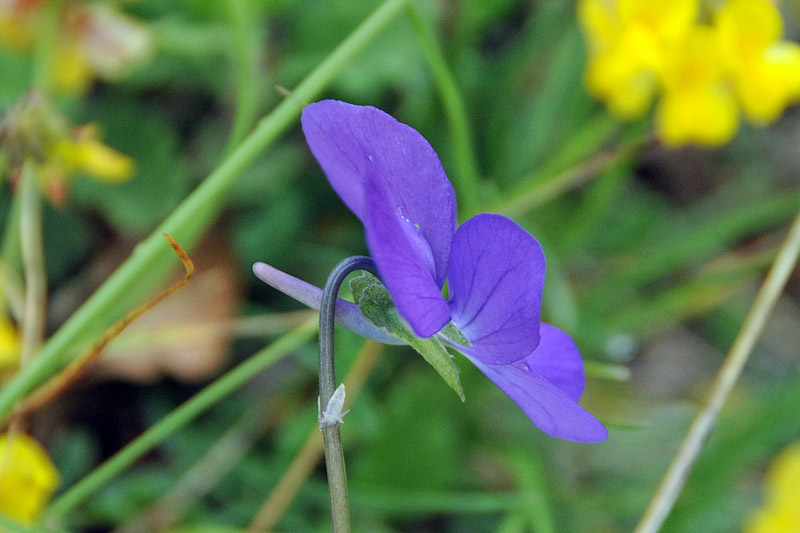 Viola aethnensis subsp. splendida / Viola dell''Etna