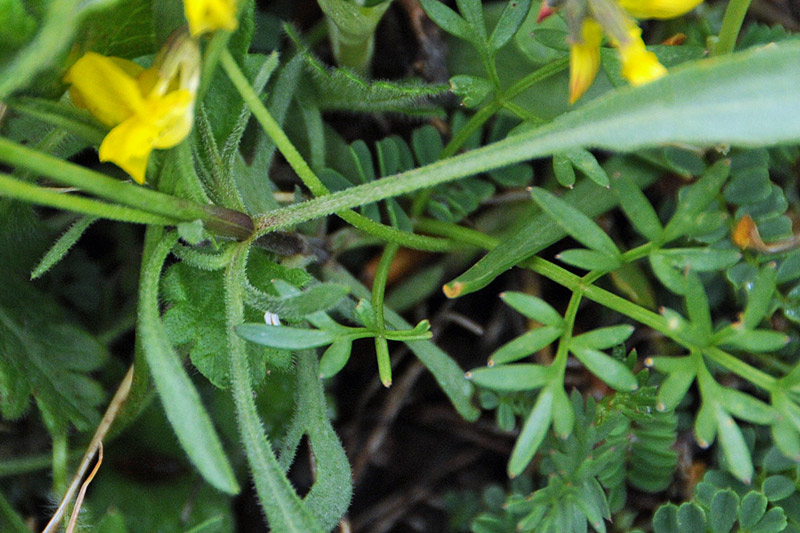 Viola aethnensis subsp. splendida / Viola dell''Etna