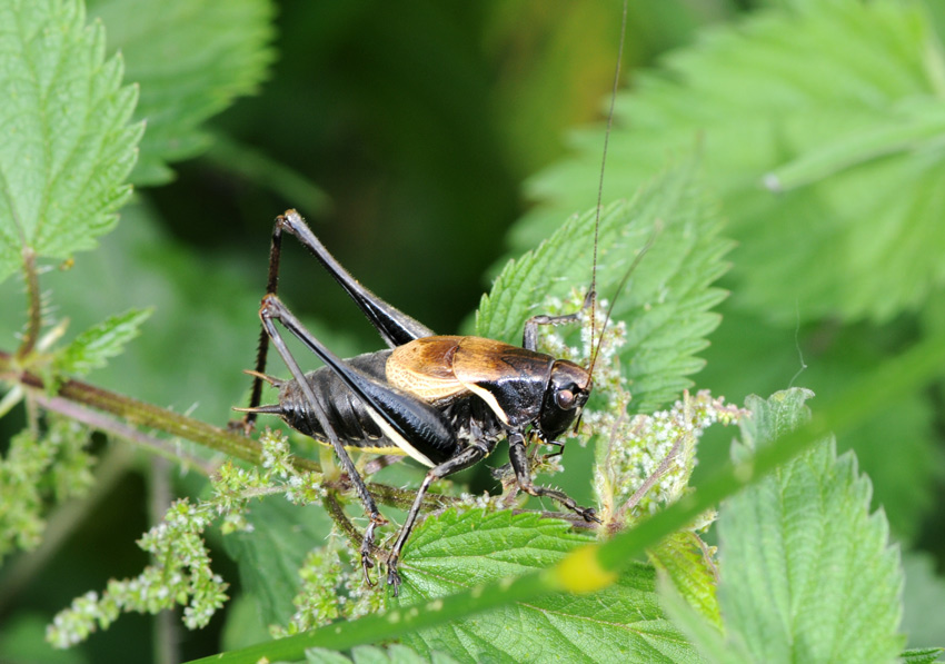 Cavalletta: Pholidoptera aptera