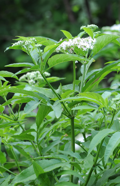 Sambucus ebulus / Sambuco lebbio