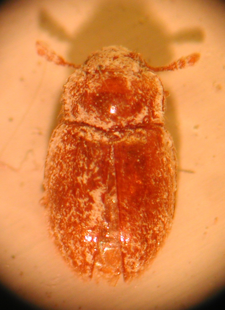 Endomychidae?   S, Symbiotes cfr. gibberosus