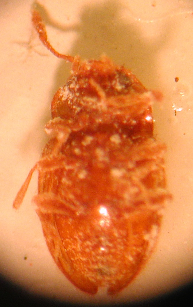 Endomychidae?   S, Symbiotes cfr. gibberosus
