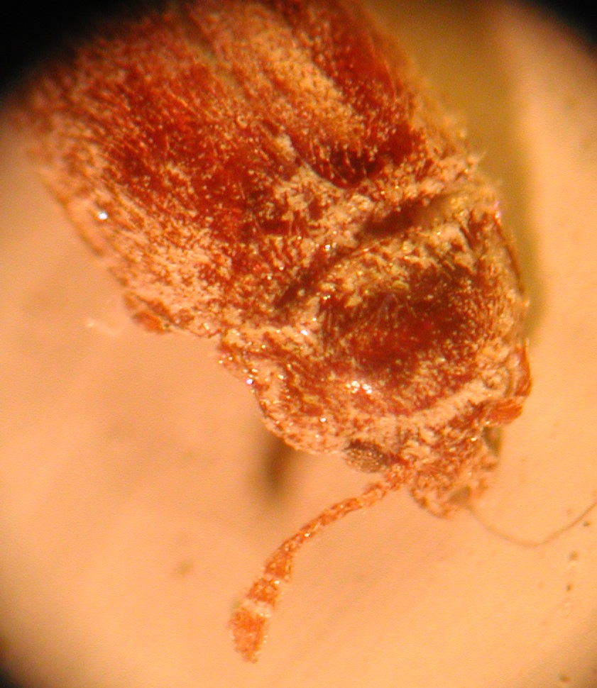 Endomychidae?   S, Symbiotes cfr. gibberosus