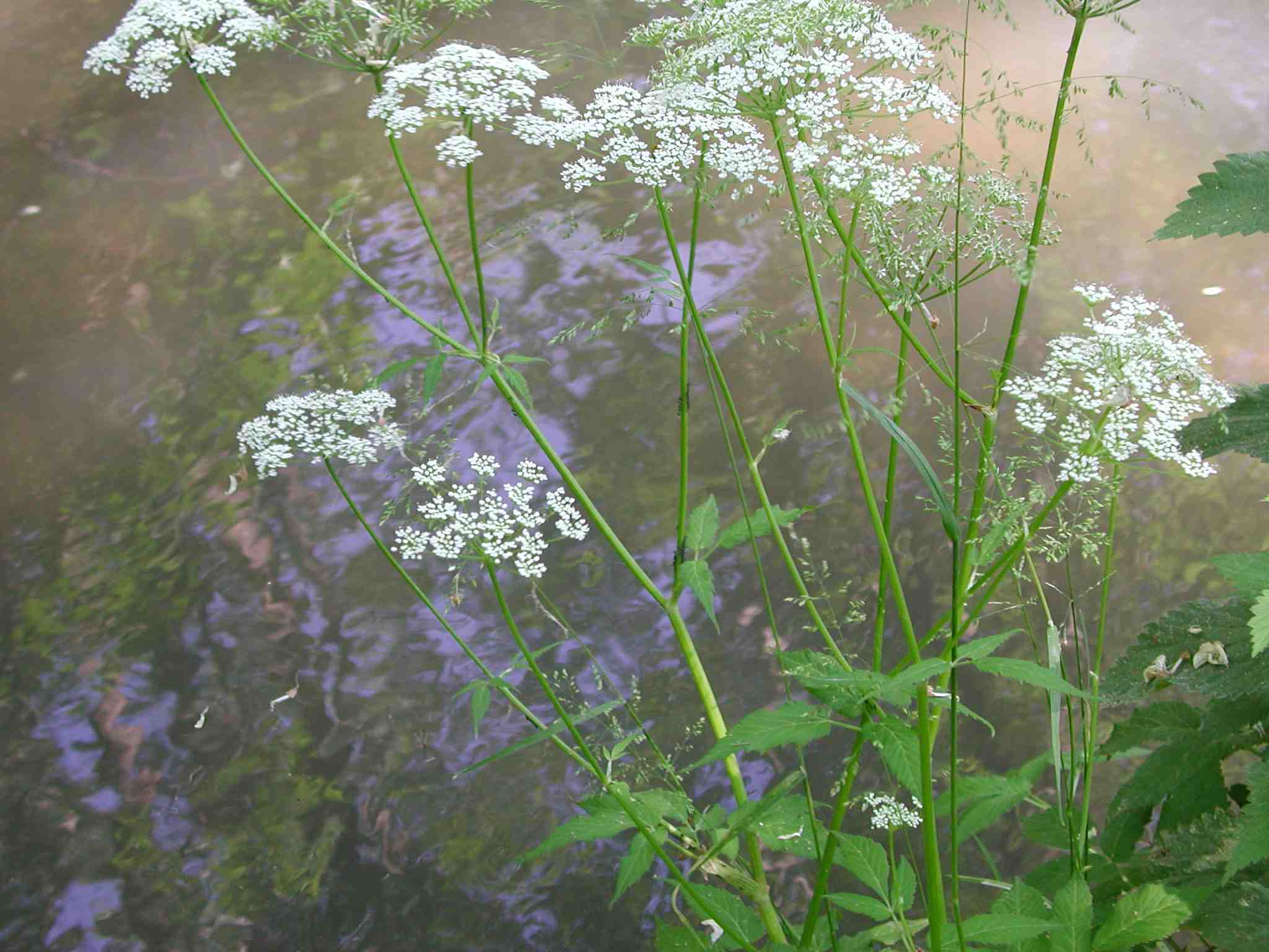Aegopodium podagrariae?
