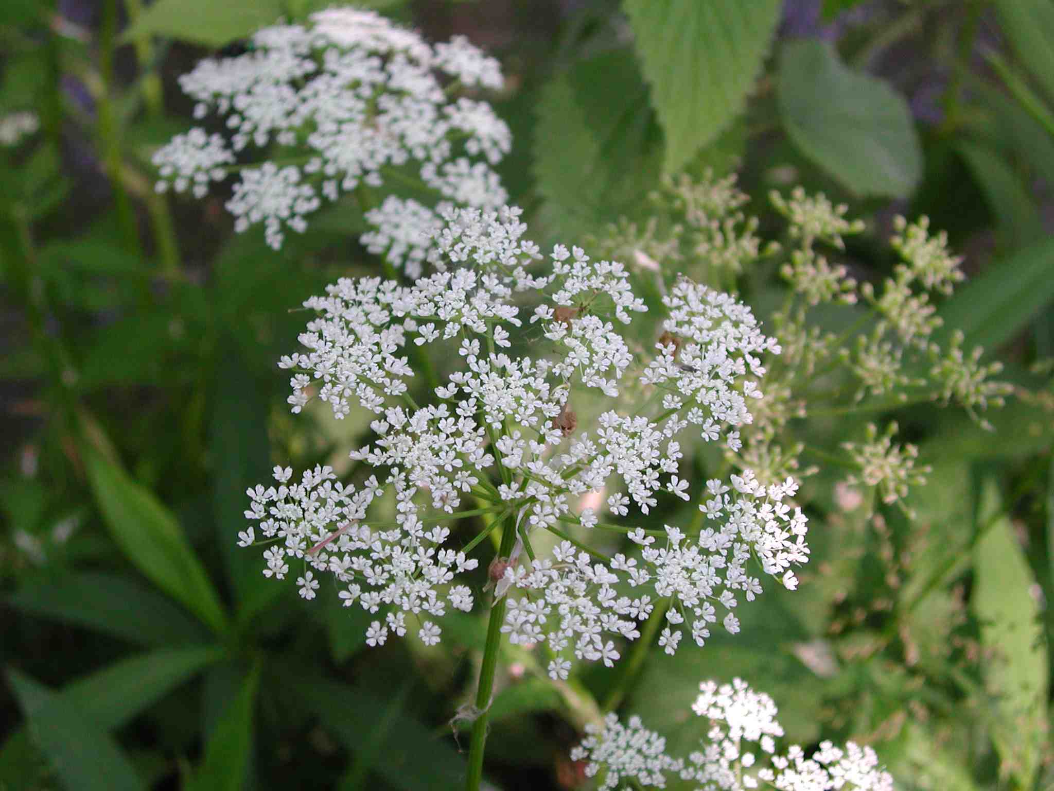 Aegopodium podagrariae?
