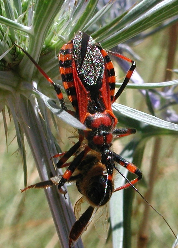 Rhynocoris cfr. iracundus