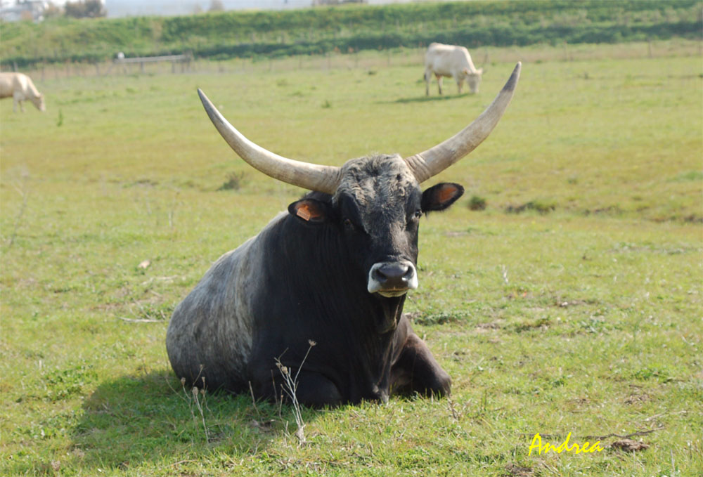 Toro e Vacche maremmane