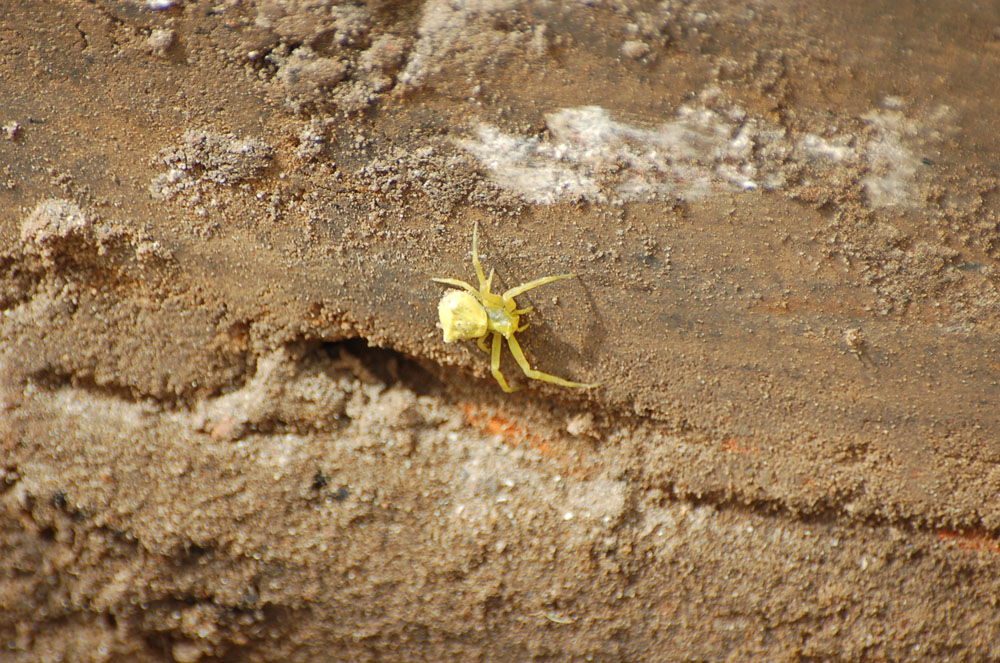 Thomisus onustus
