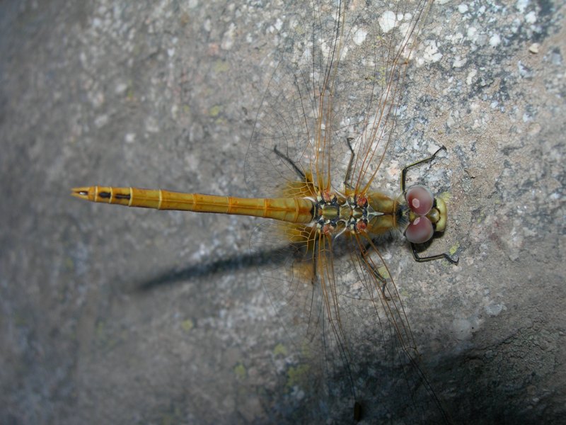 Libellula