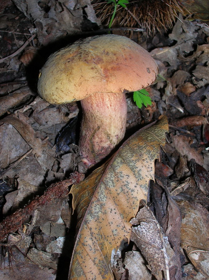 boleto da identificare