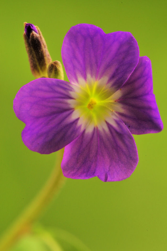 Identificazione fiore - Malcolmia maritima