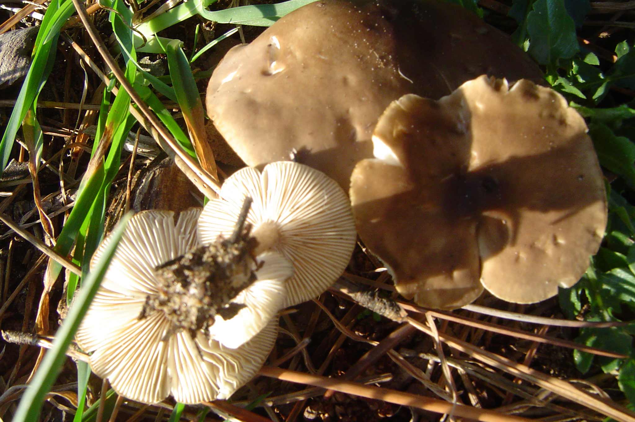 Determinazioni funghi duna e retroduna