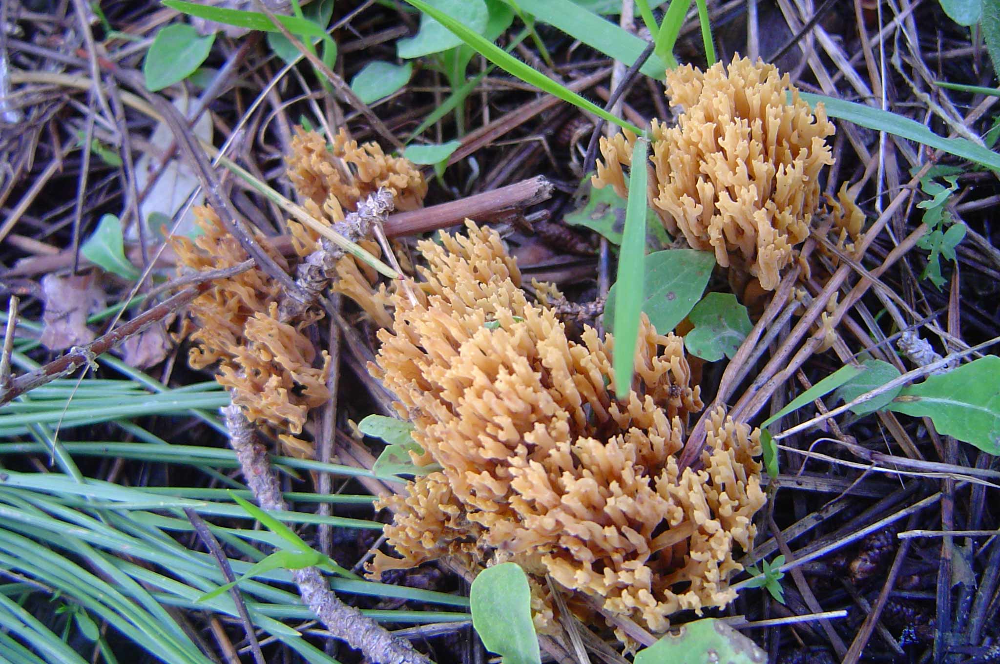 Determinazioni funghi duna e retroduna