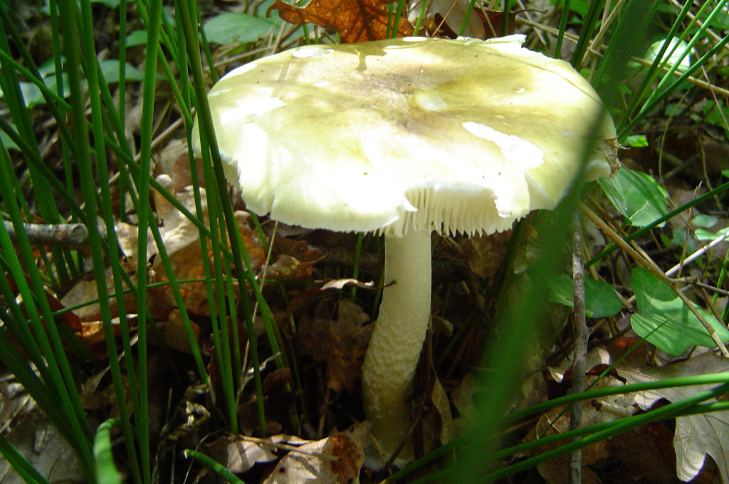 Amanita phalloides