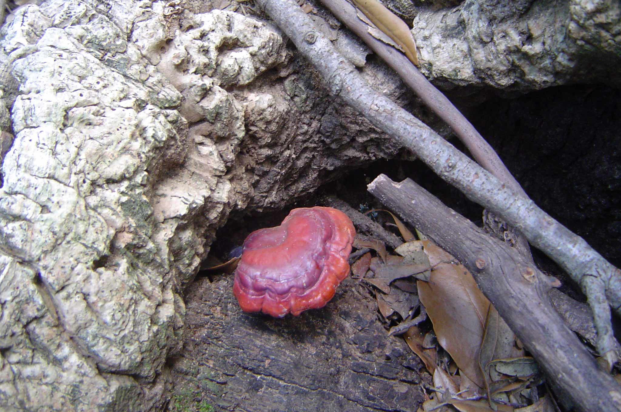 Ganoderma lucidum
