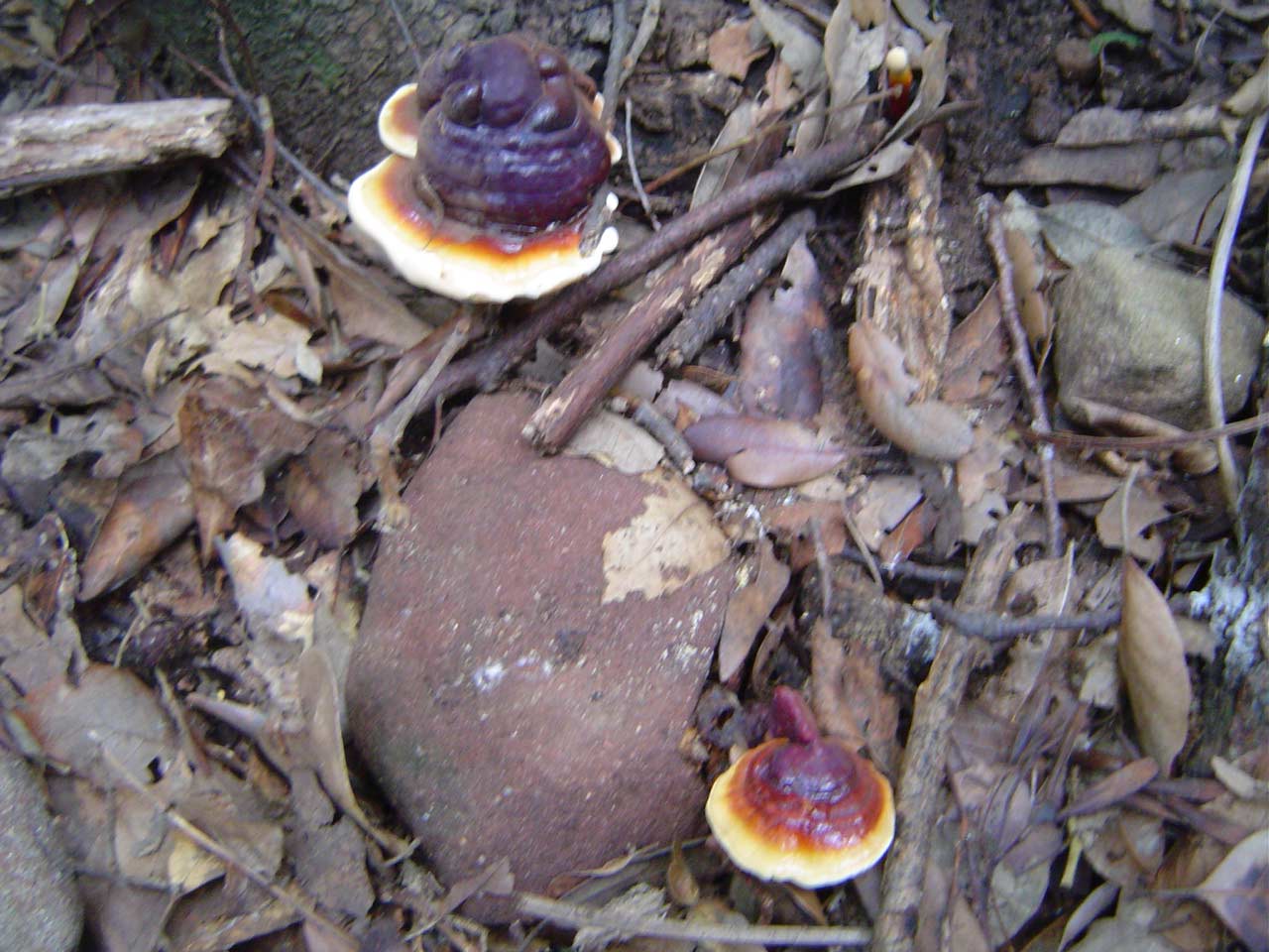 Ganoderma lucidum