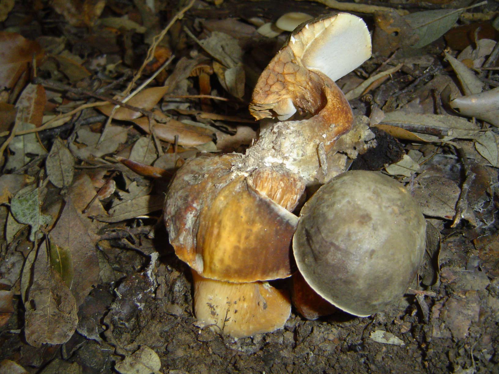 Russula con russolino sul cappello