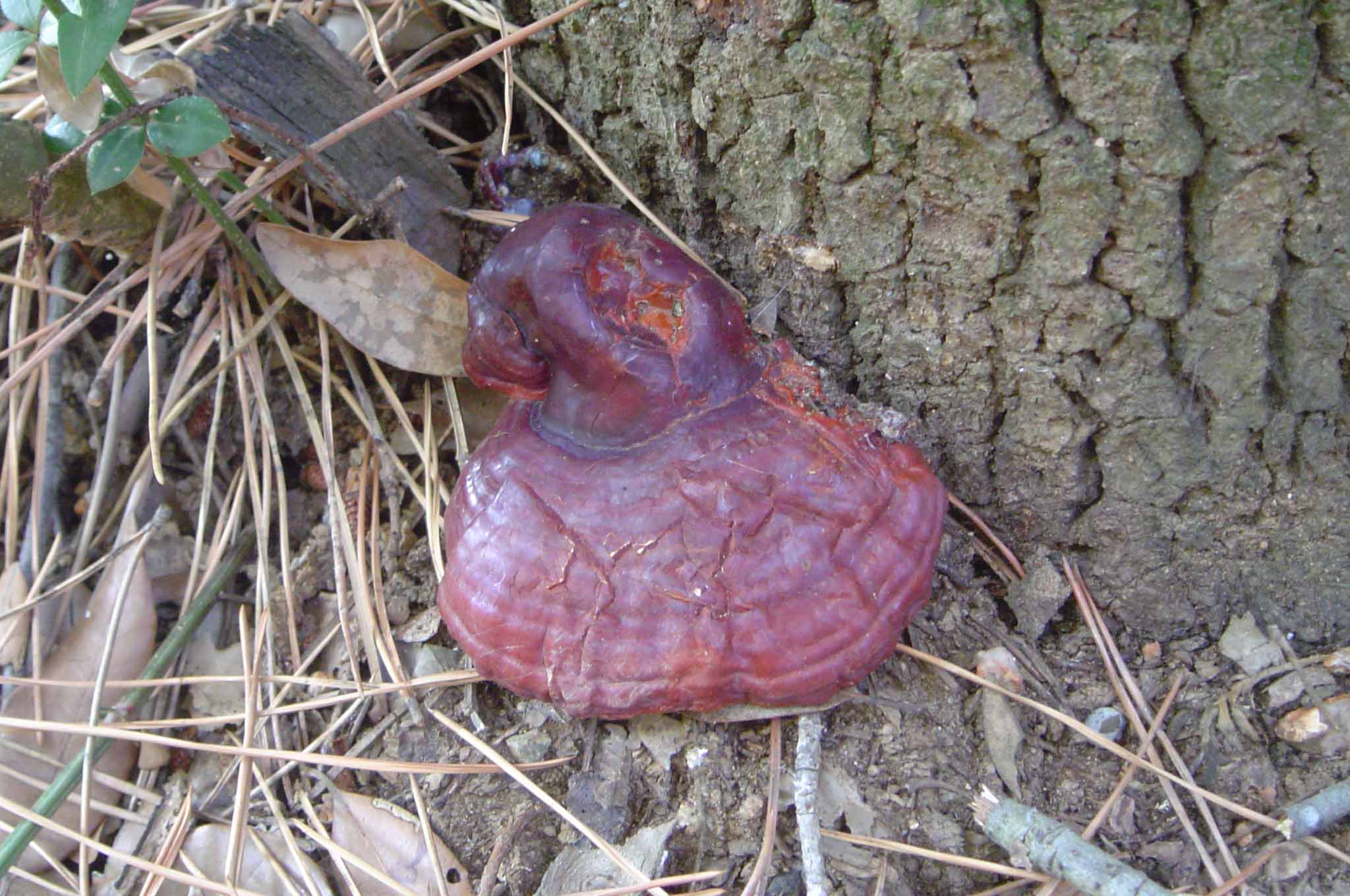 Ganoderma lucidum