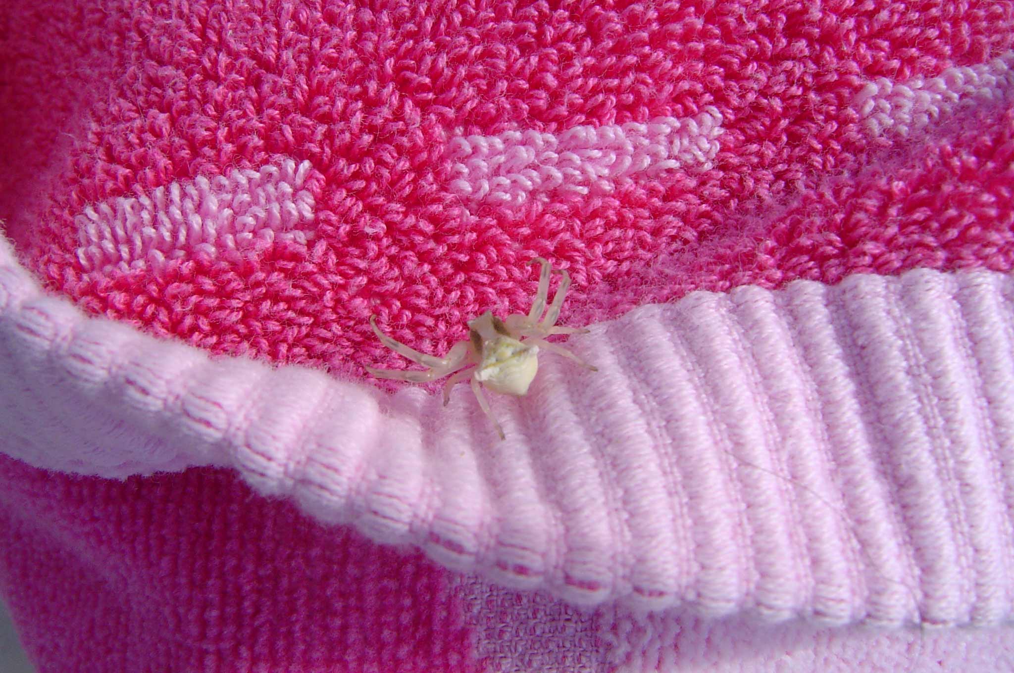 Thomisus onustus
