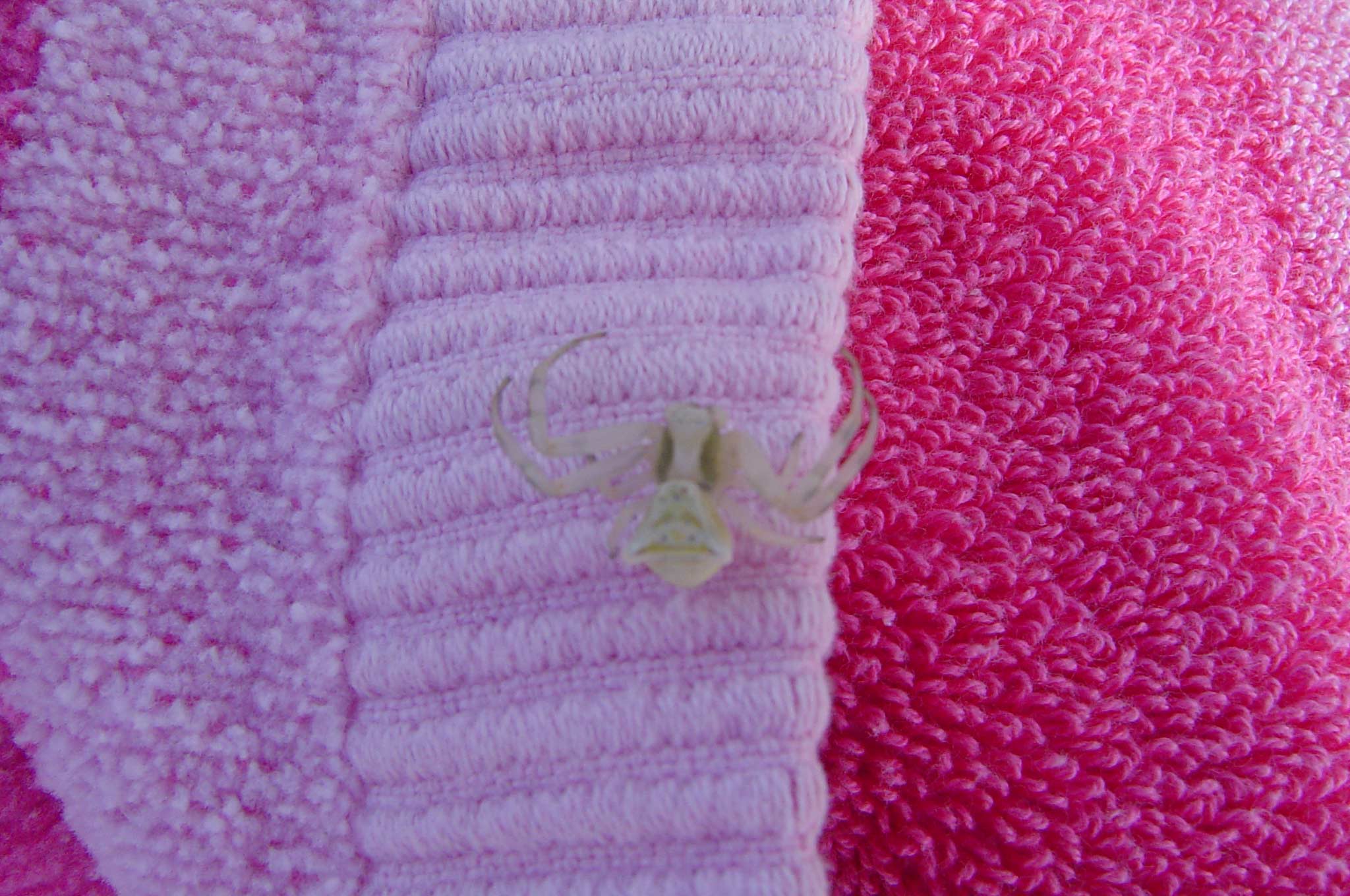 Thomisus onustus